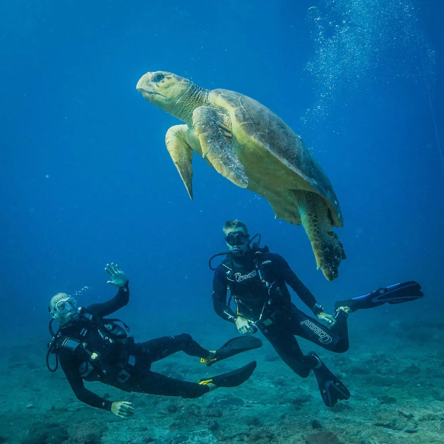 Divers and a sea turtle swimming together underwater in clear blue ocean