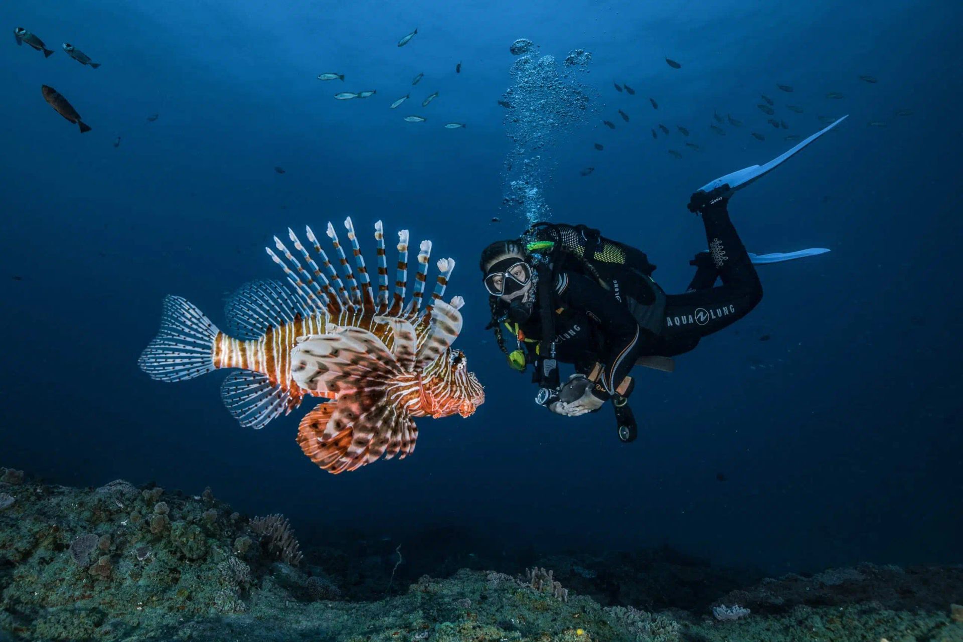 A scuba diver swims underwater alongside a large, striped lionfish with prominent, fanned-out fins.
