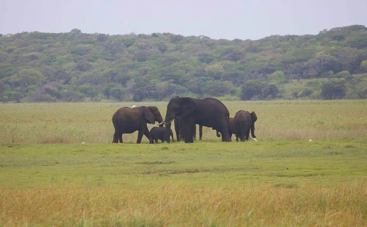 Did you know? The Special Elephant Reserve was established in 1960 to protect the elephant population in the region.