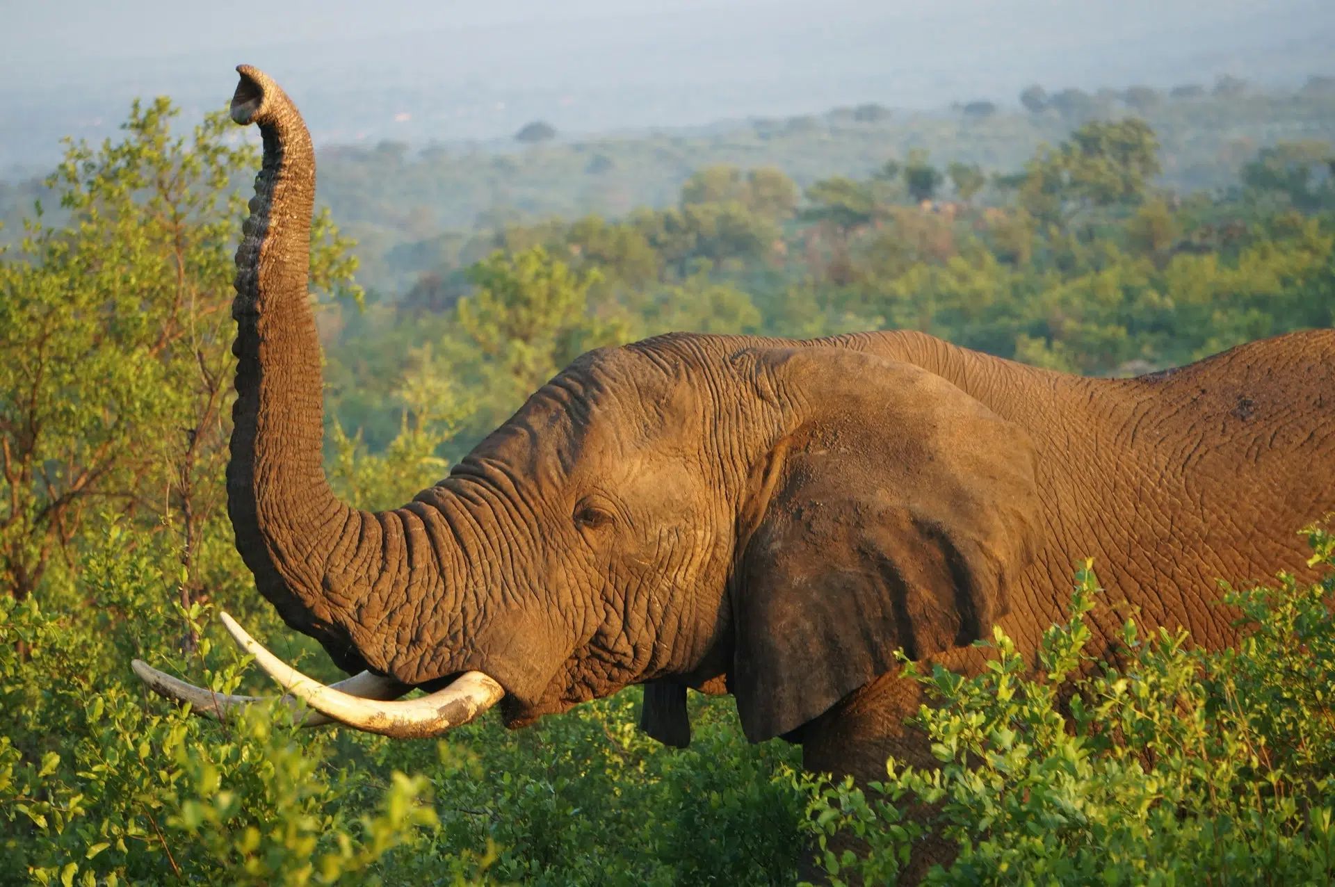 Interesting fact ~ Elephants make sounds that we can’t even hear. Some of their calls are so low, they are below the range of human hearing!