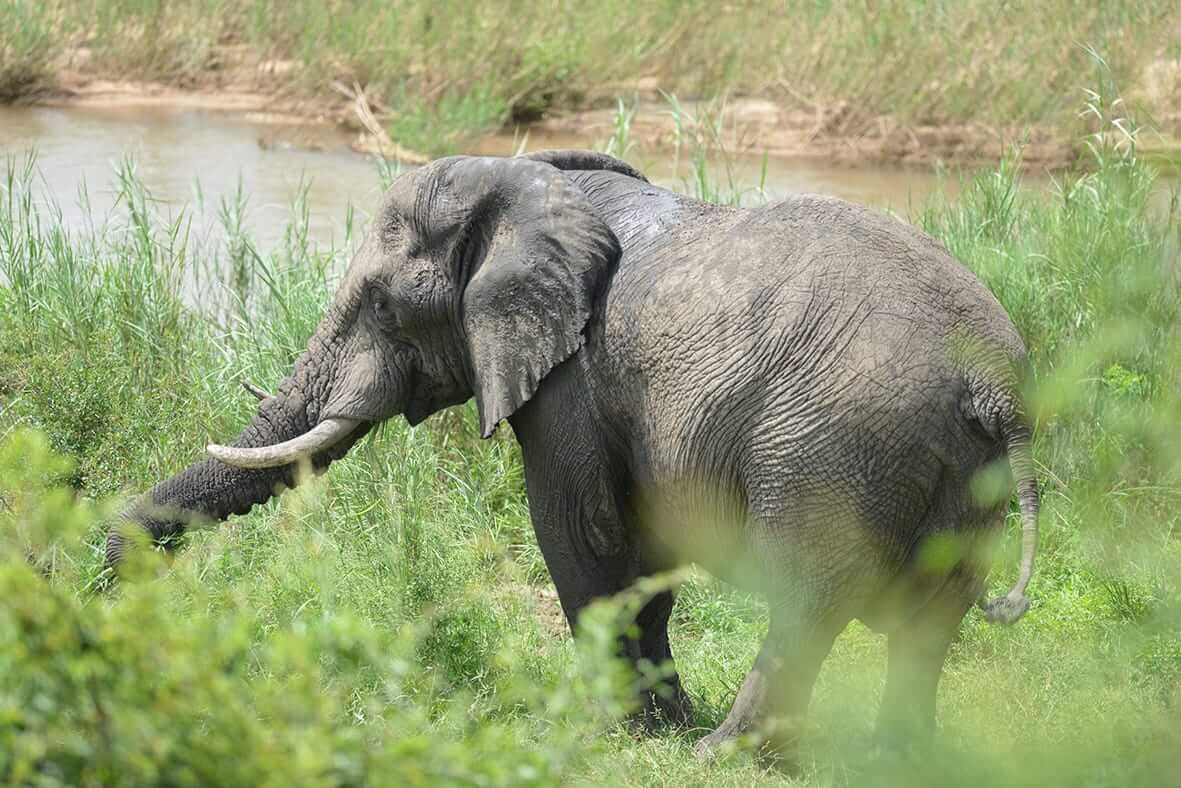 Home to an ever-growing and diversifying wildlife, with rare and endangered species, Maputo National Park is one of the most striking areas of biodiversity globally.