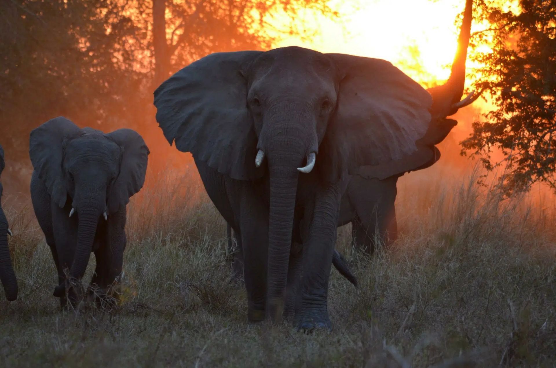 Did you know with regards to the elephants in the park. Gorongosa has between 800 and 1000 of these beautiful animals today. Each family is led by the oldest, wisest female: the Matriarch.