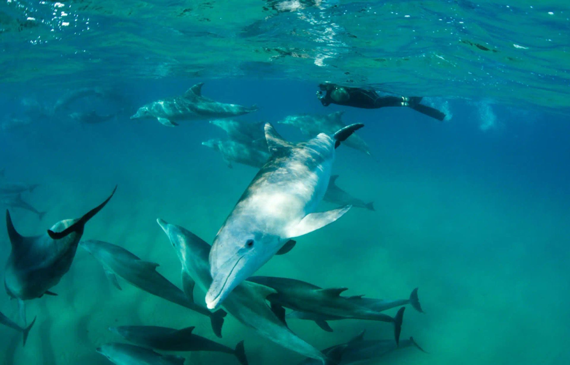 Dolphin Encountours Research Center offers tours to swim with wild dolphins that support research and conservation.