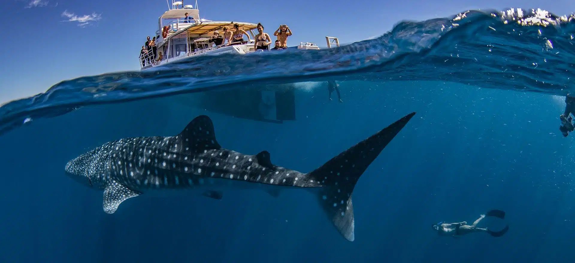 Whale shark gliding underwater near a small boat, with a swimmer nearby and sunlight above the surface