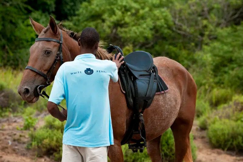 A person in a light blue shirt stands beside a brown saddled horse in a grassy, wooded outdoor area.