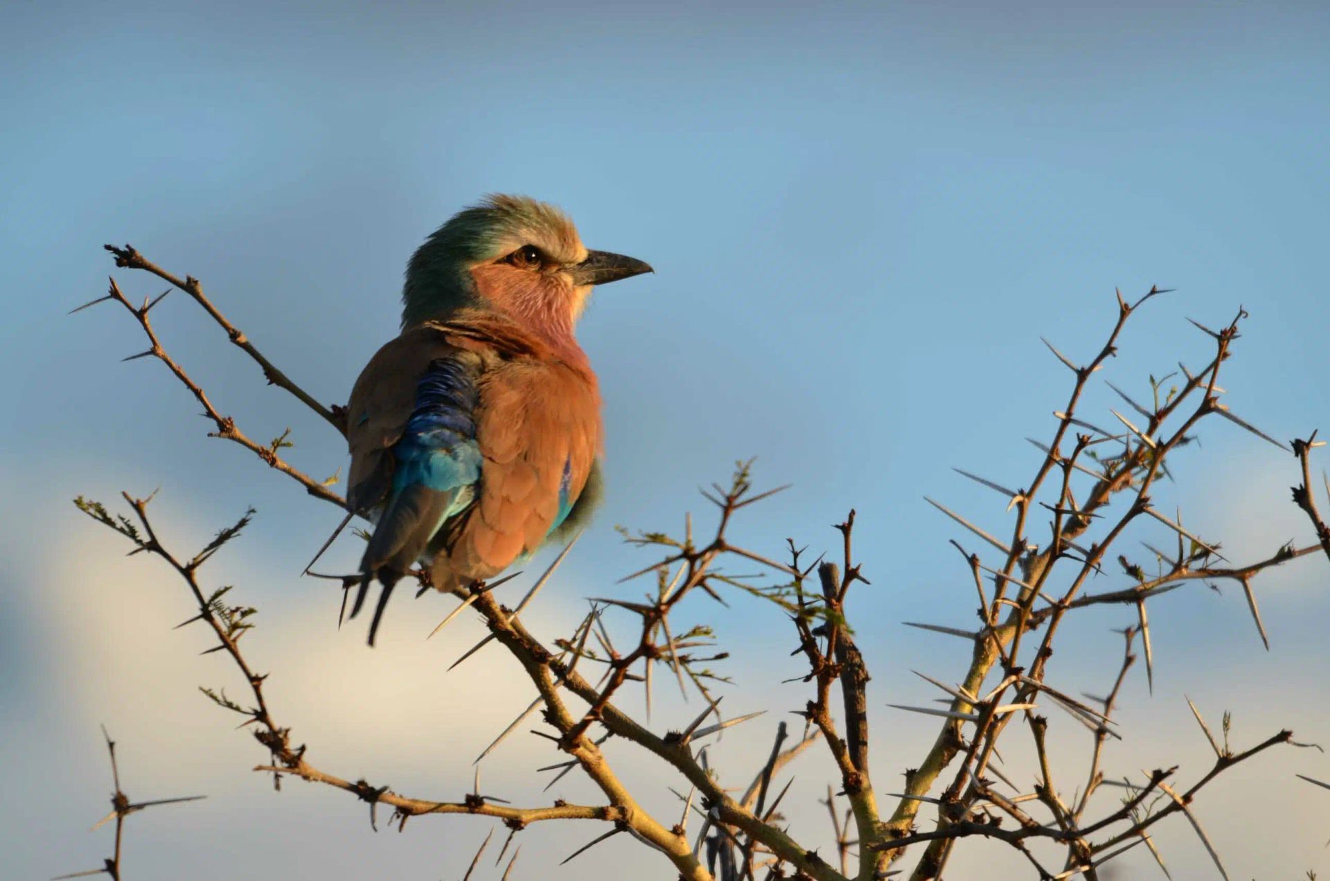 Colorful bird perched on bare branches against a clear blue sky.