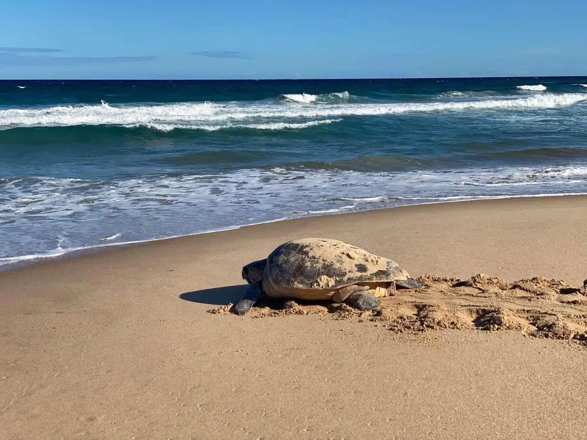 A sea turtle moves across a sandy beach toward the ocean waves on a sunny day.