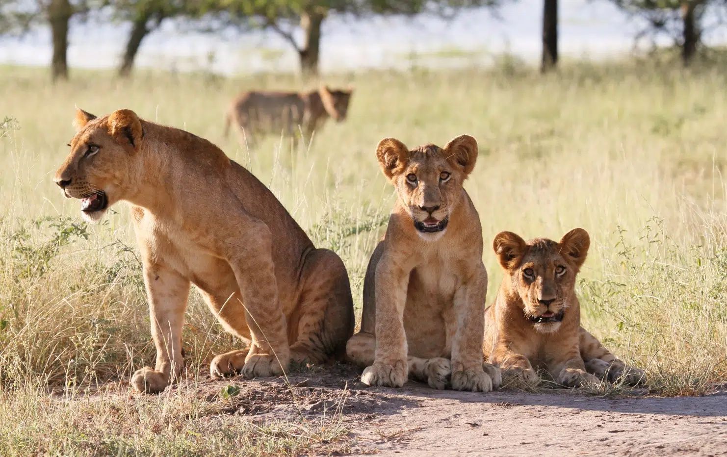 Three lion cubs resting in dry grass, with one standing and two sitting alertly.