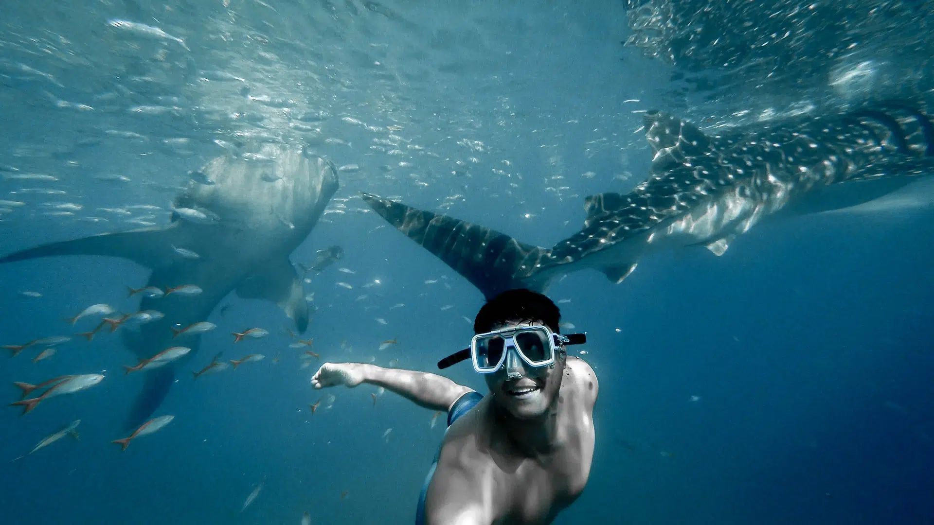 Snorkeling with whale sharks is on many peoples bucket list and Tofo is the place for it. Swimming with these gentle giants is truly magical experience.