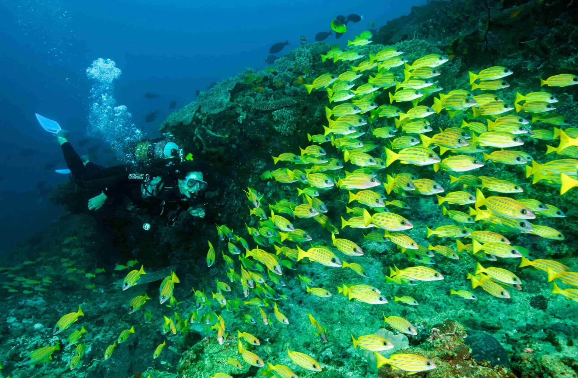 Scuba diver beside a dense school of yellow fish over a blue coral reef
