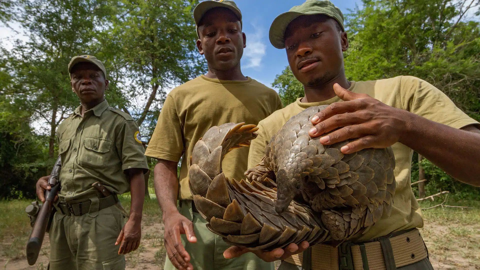 Three men in a grassy field hold a pangolin, with one man supporting its shell.