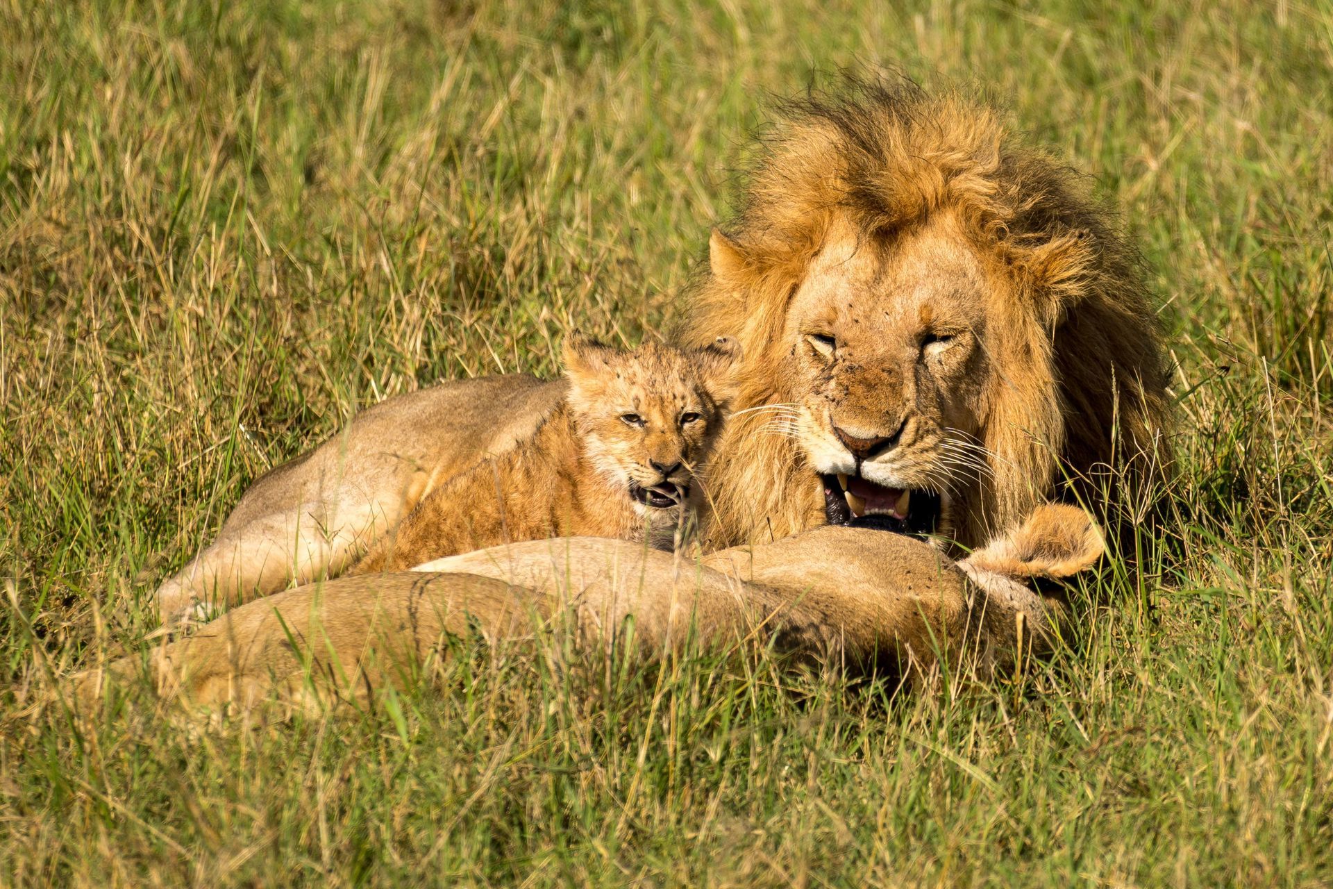 Lion resting in tall grass, lying beside another lion in a sunlit savanna.