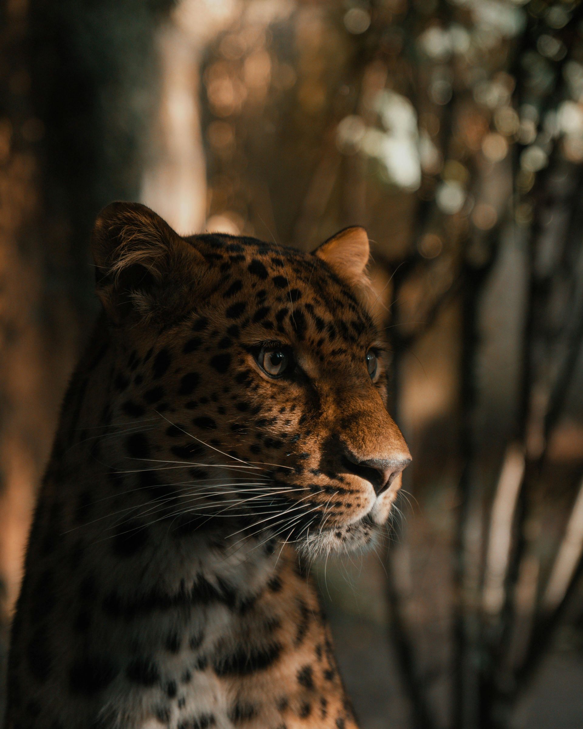 Leopard in dappled forest light, shown in close-up profile.