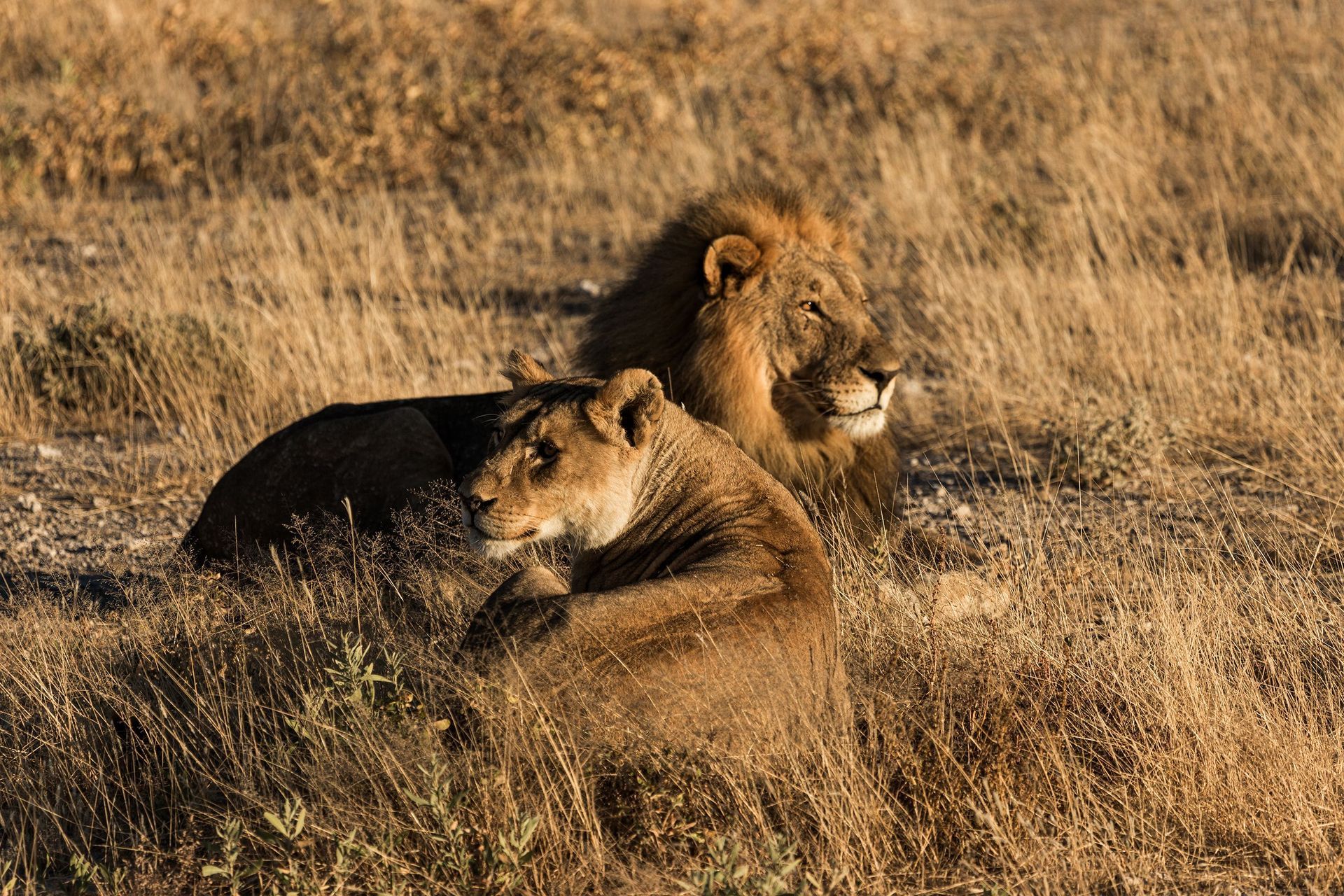 Two lions resting in tall dry grass, one facing left and one facing right.