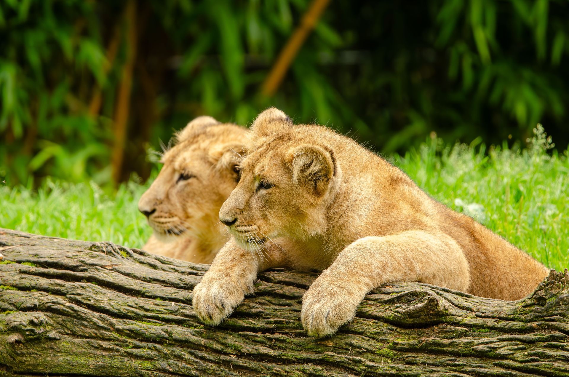 Two lion cubs resting on a fallen tree trunk in green grass.
