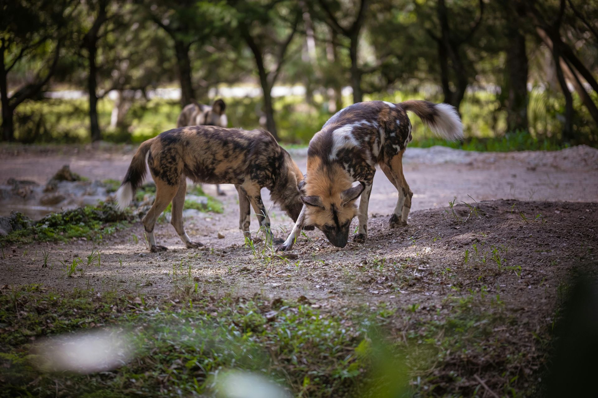Two wet wild dogs sniffing the muddy ground in a grassy outdoor area
