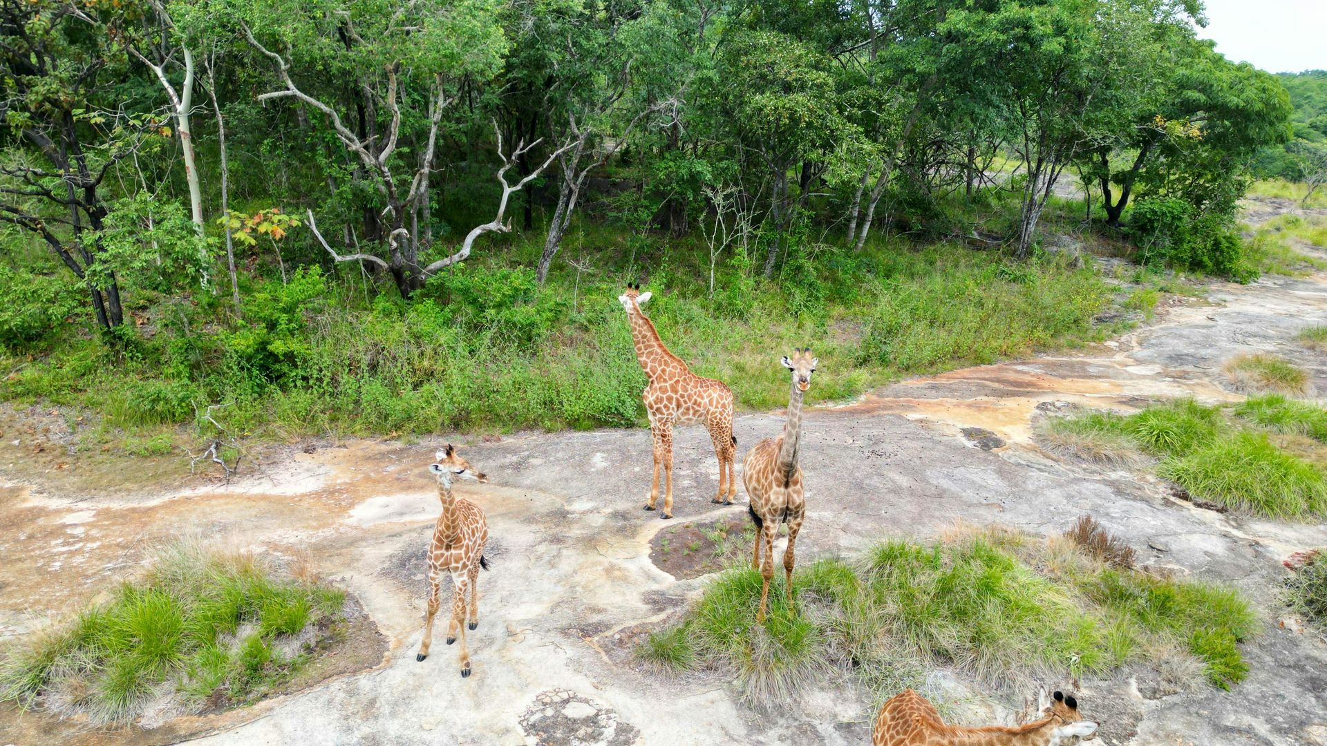 Three giraffes standing on rocky ground near a green forest path.