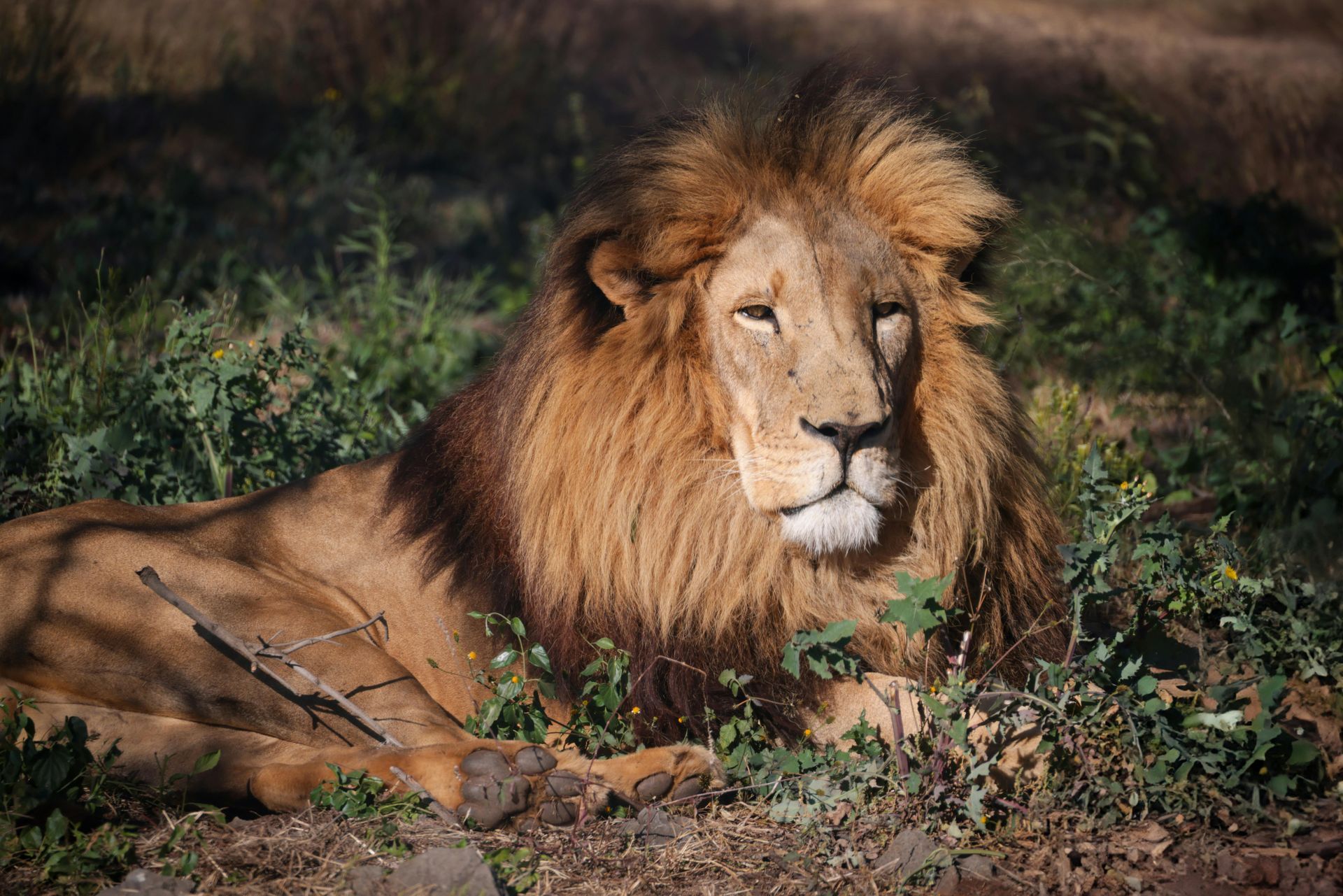 Lion lying in grass and dirt, looking ahead in a natural habitat.