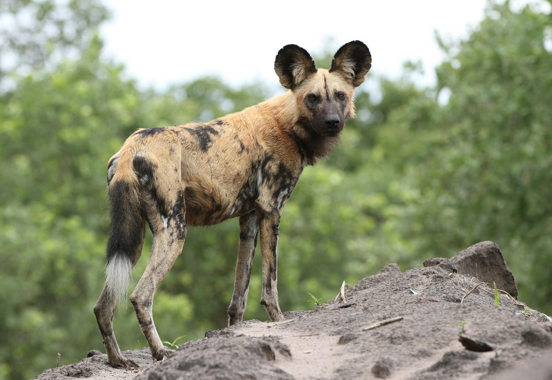Wild African dog standing on a rocky mound against a blurred green background