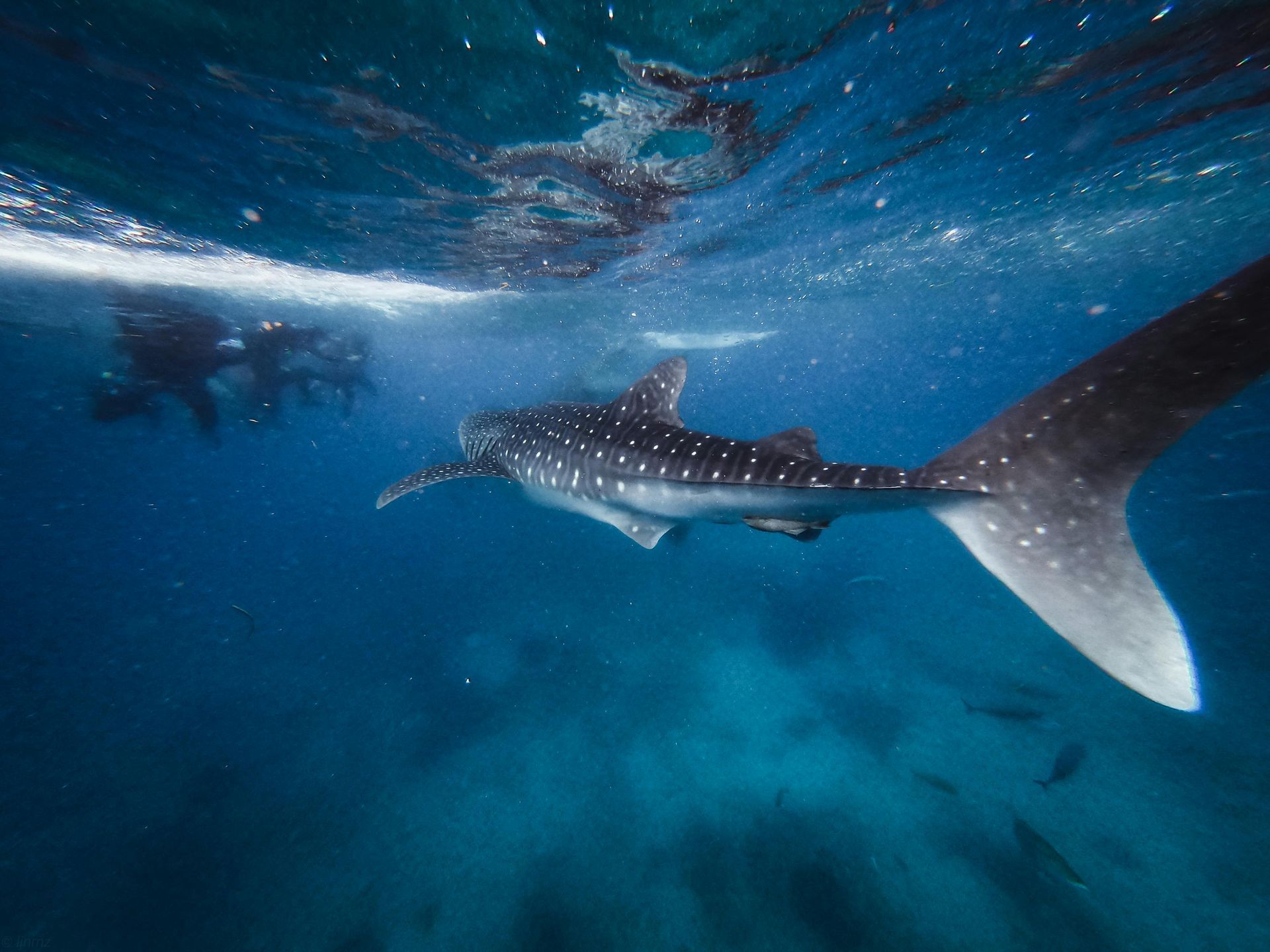 Whale shark swimming underwater near divers in clear blue ocean
