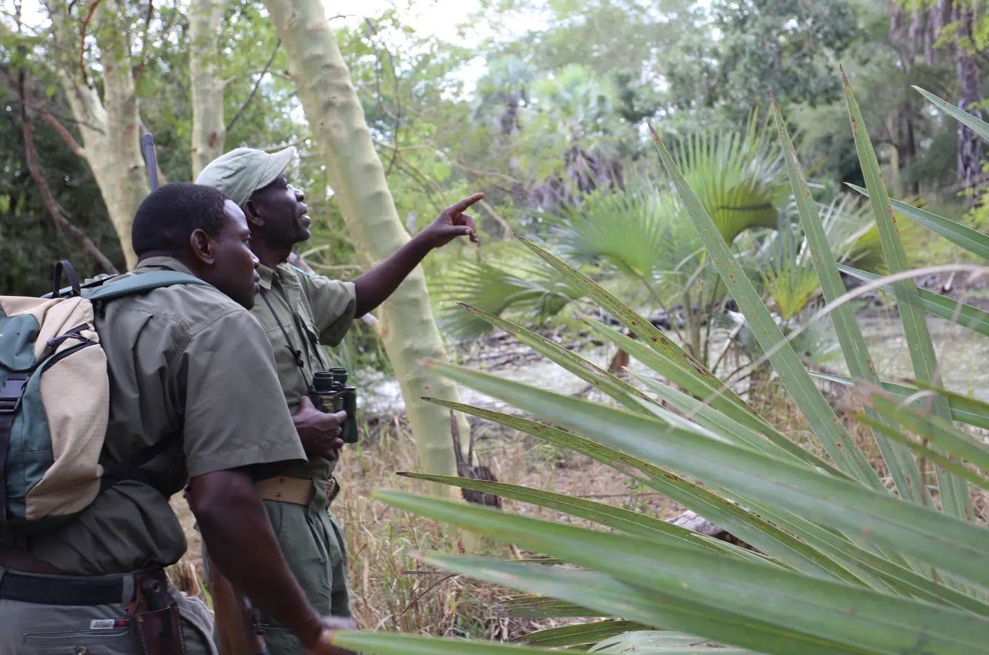 Two hikers in a lush forest point toward something off-screen near dense palm fronds.