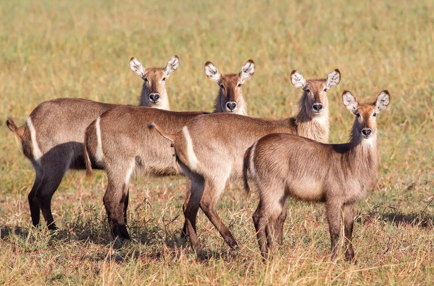 Four waterbuck standing in dry grass, facing the camera in a field