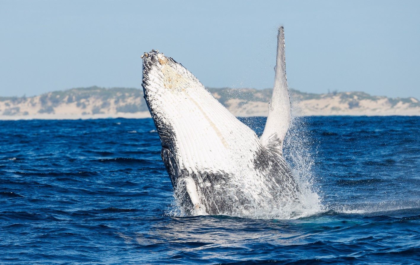 Whale breaching in blue ocean with coastline in the background