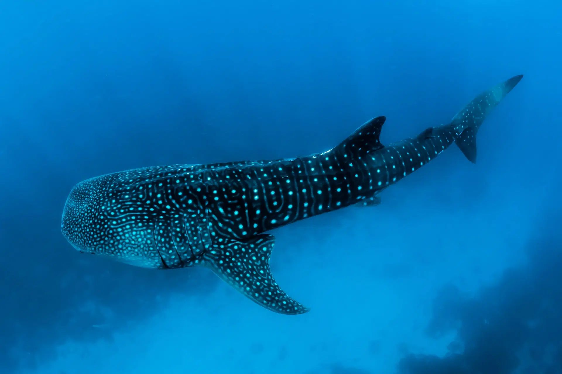 Whale shark swimming in blue ocean water with white spots visible