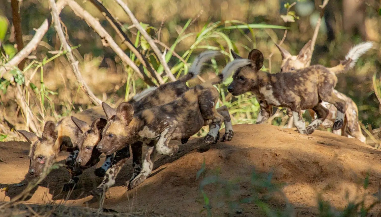 A pack of wild dogs running through dry grass and dirt in a natural setting.