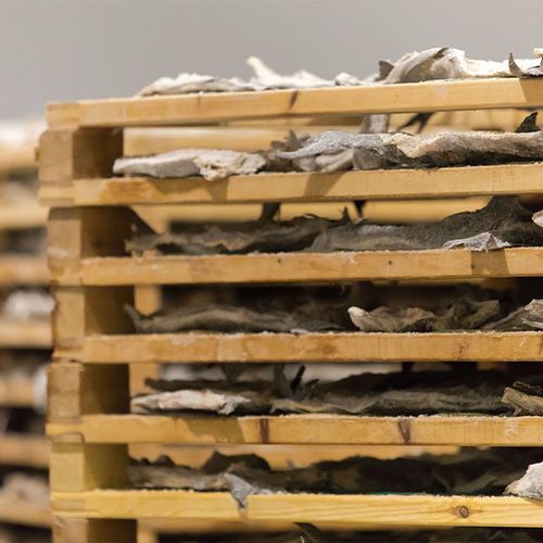 Klippfisk til tørk på trestativ