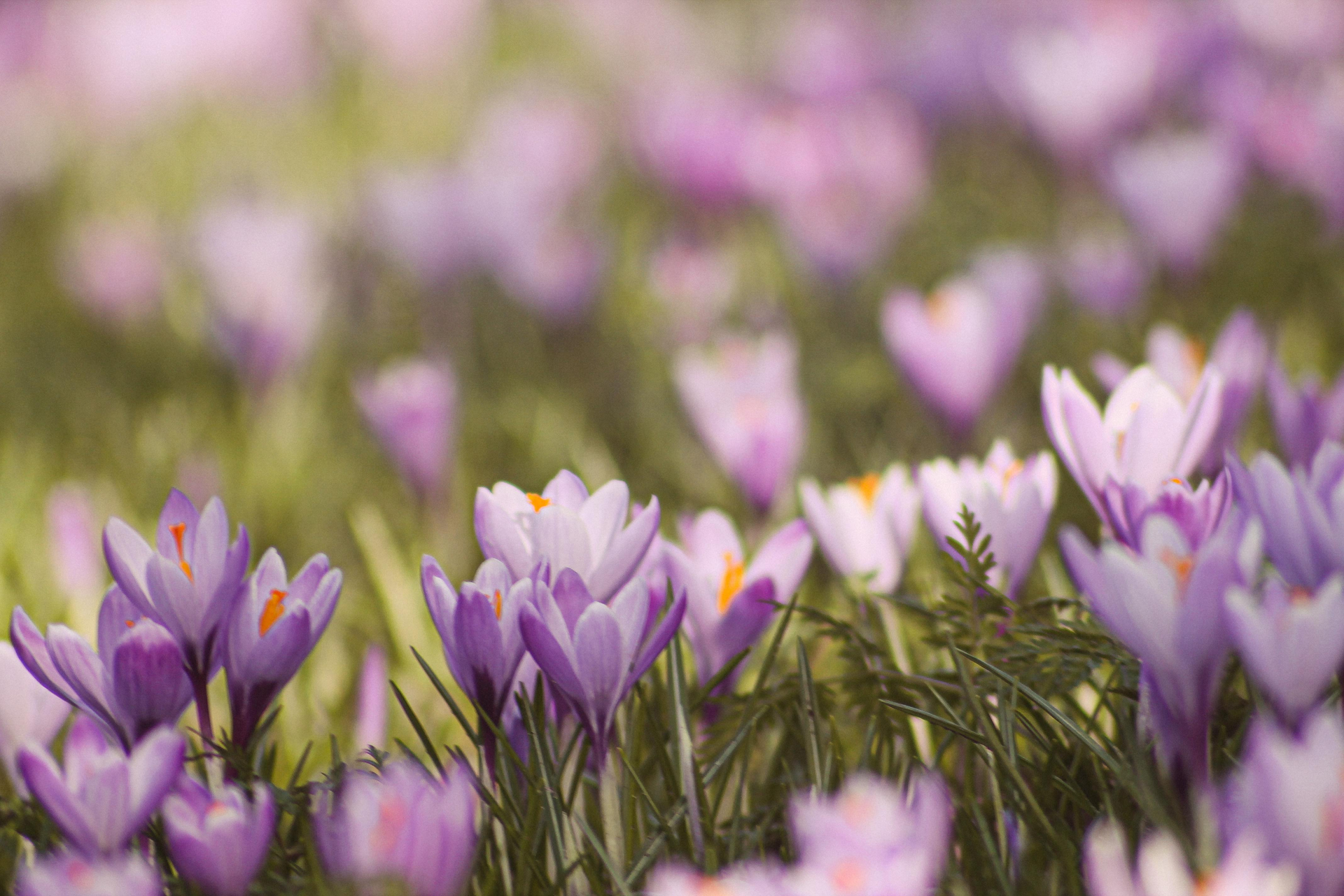 Purple crocus flowers blooming in a grassy field.
