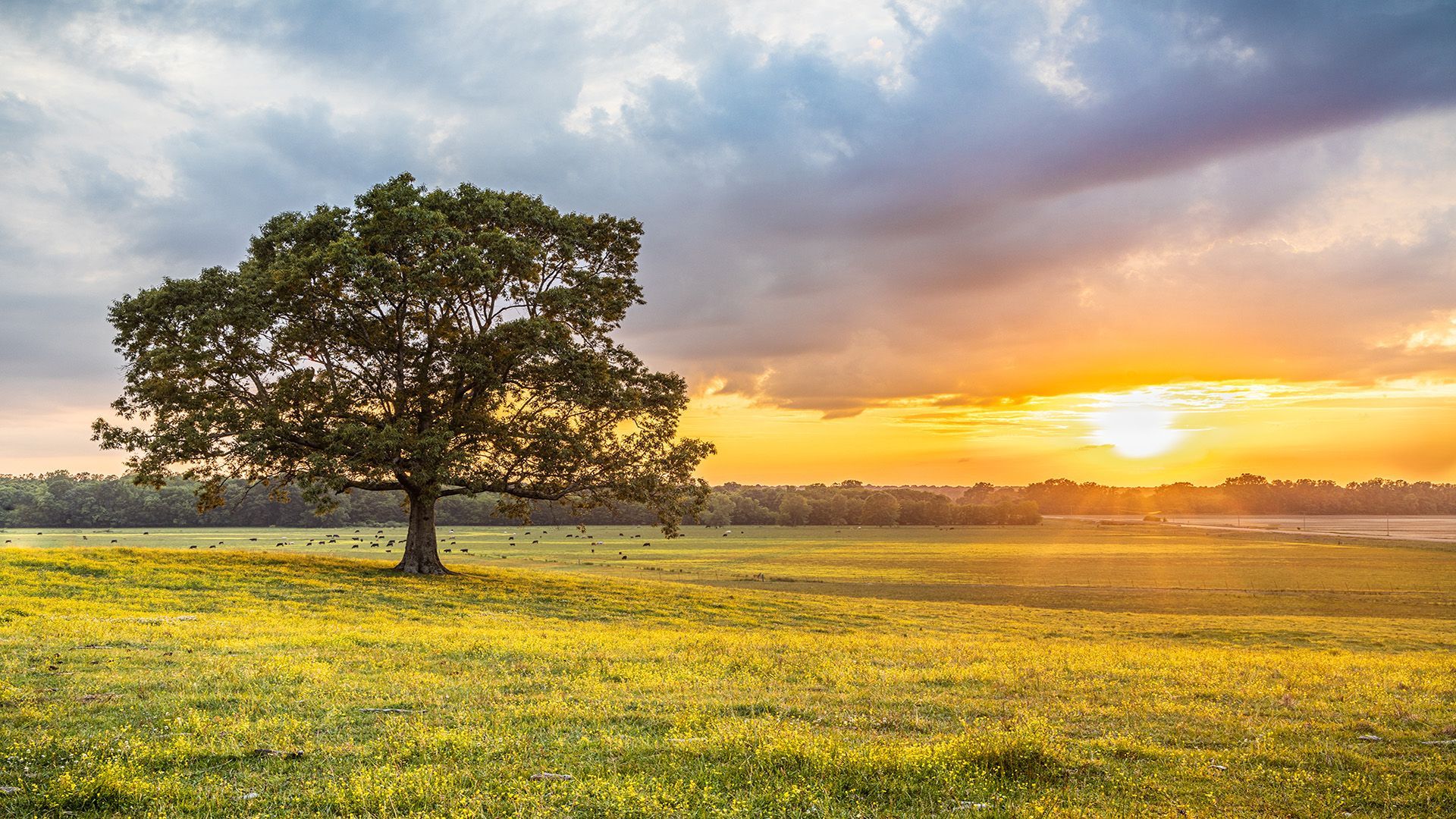 Compassion, Dignity & Respect