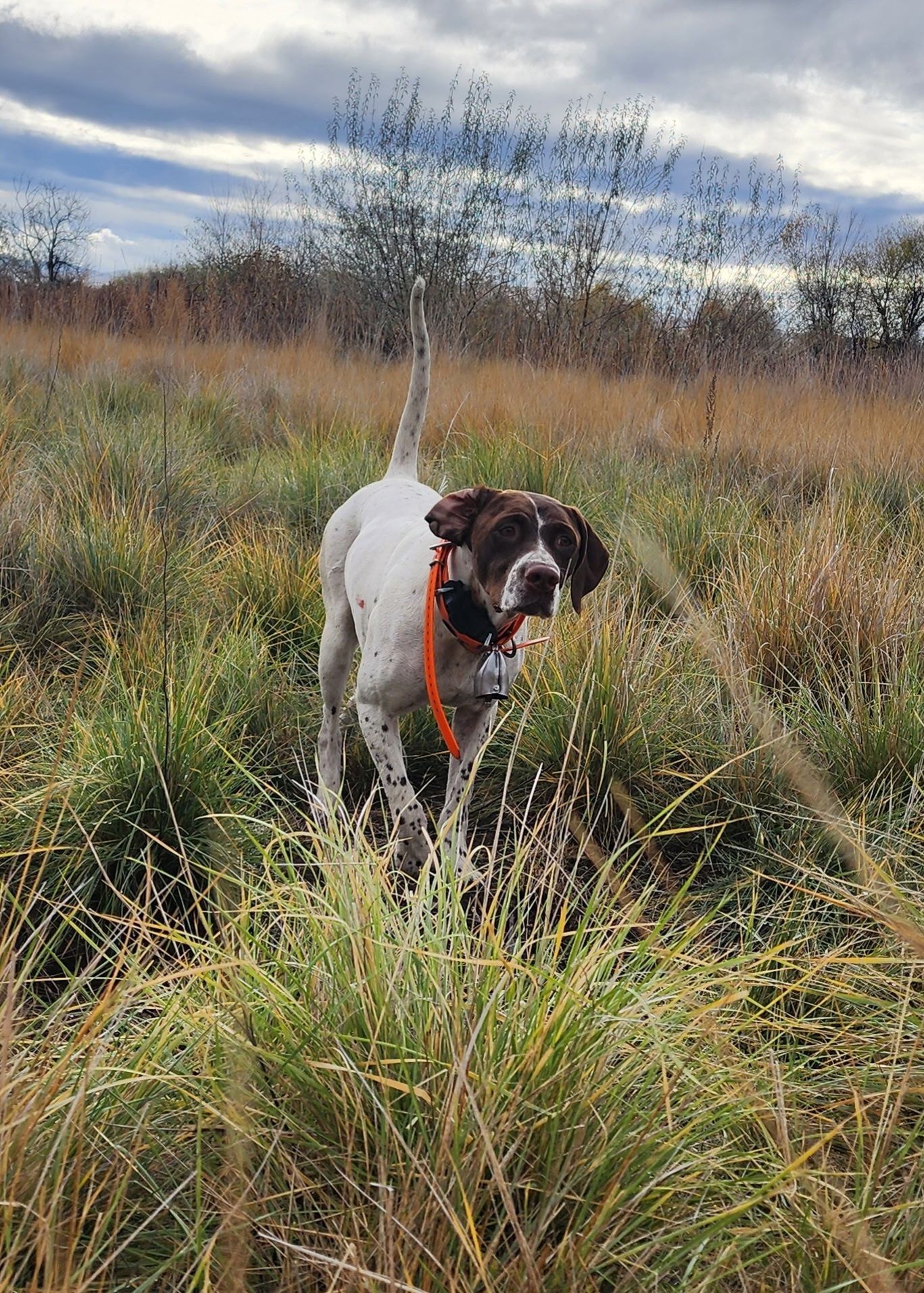 Two white and brown hunting dogs with bells on their collars standing in a field of tall, dry grass.