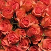 Close-up of tightly packed coral roses filling the frame