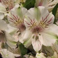 White and pale pink alstroemeria flowers with maroon streaks and green leaves