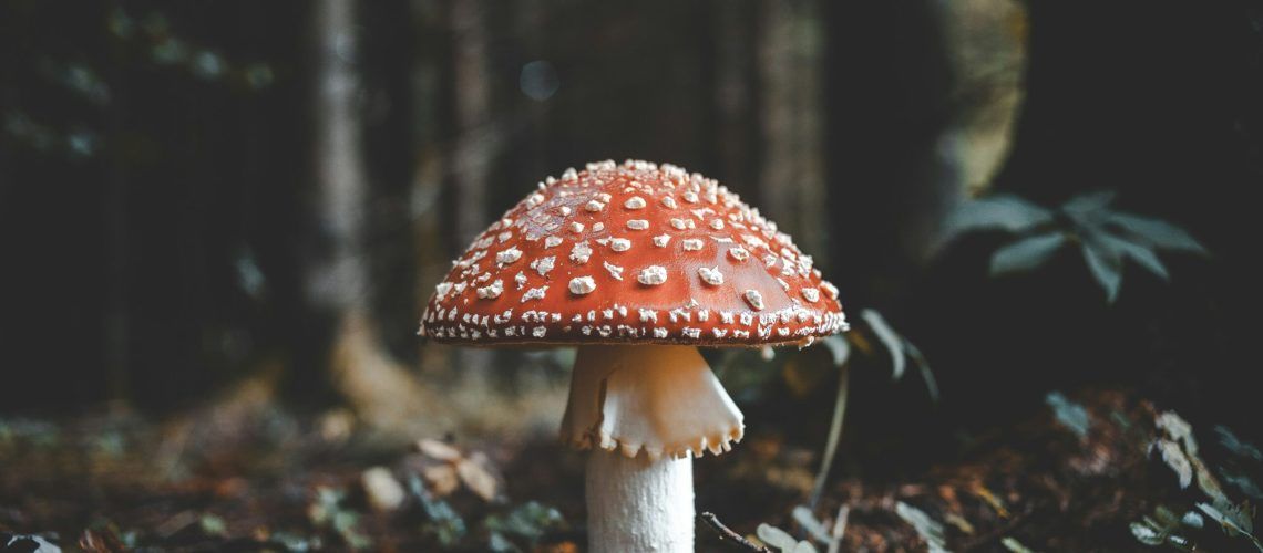 A red and white mushroom is growing on the ground in the woods.