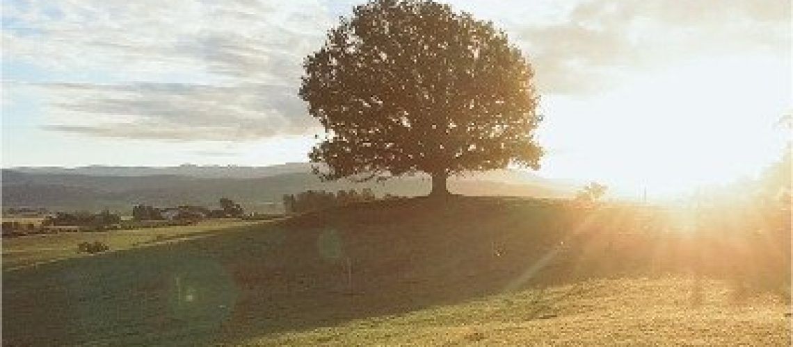A tree on top of a hill with the sun shining through the trees.
