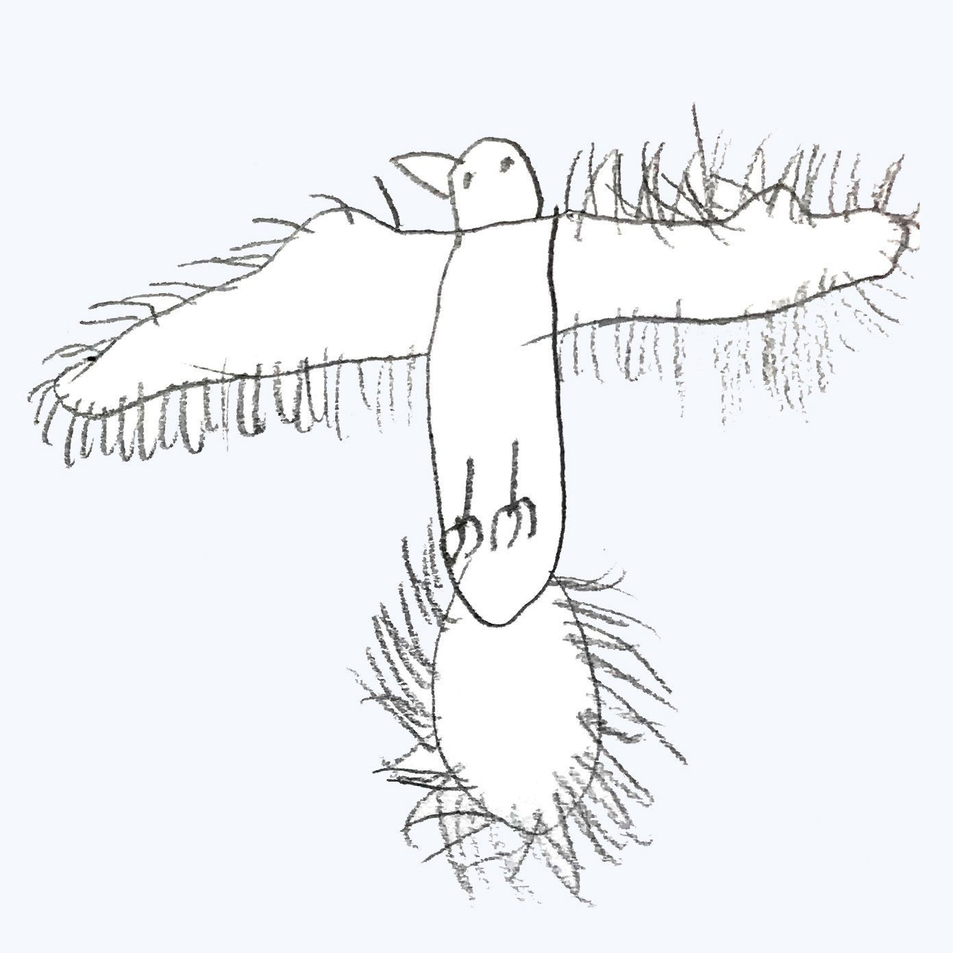 adelaar kindertekening