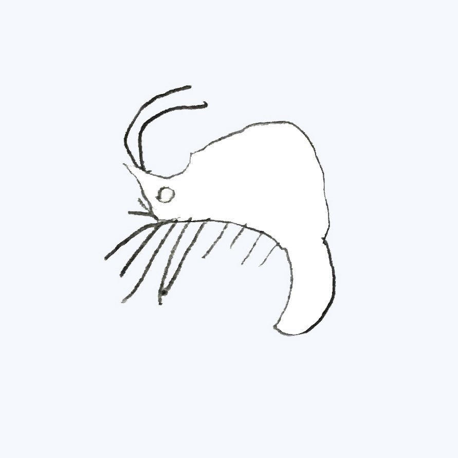 garnaal kindertekening