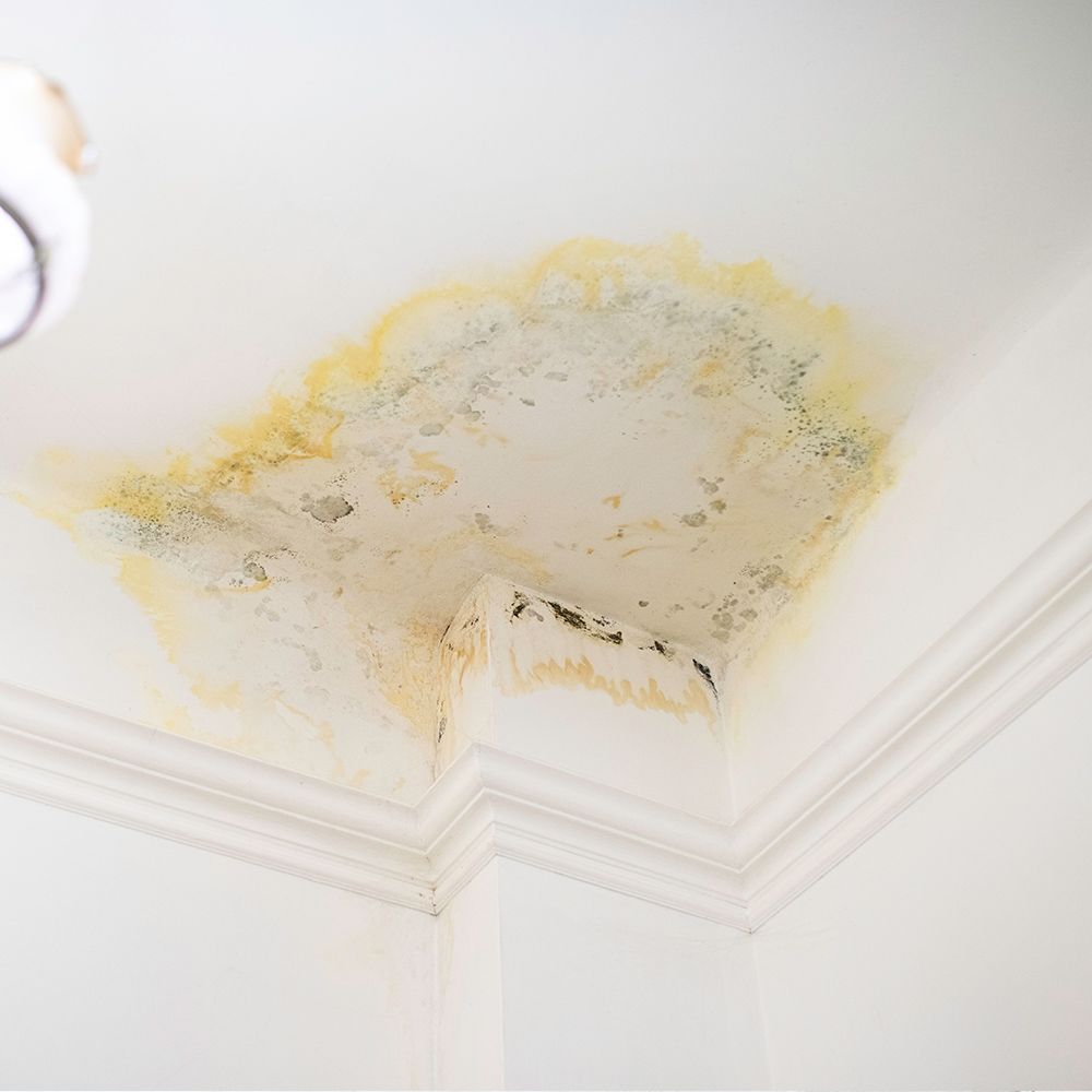A corner of a ceiling with mold growing on it.