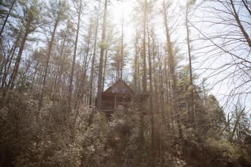 Small wooden cabin nestled among tall trees in a sunlit forest