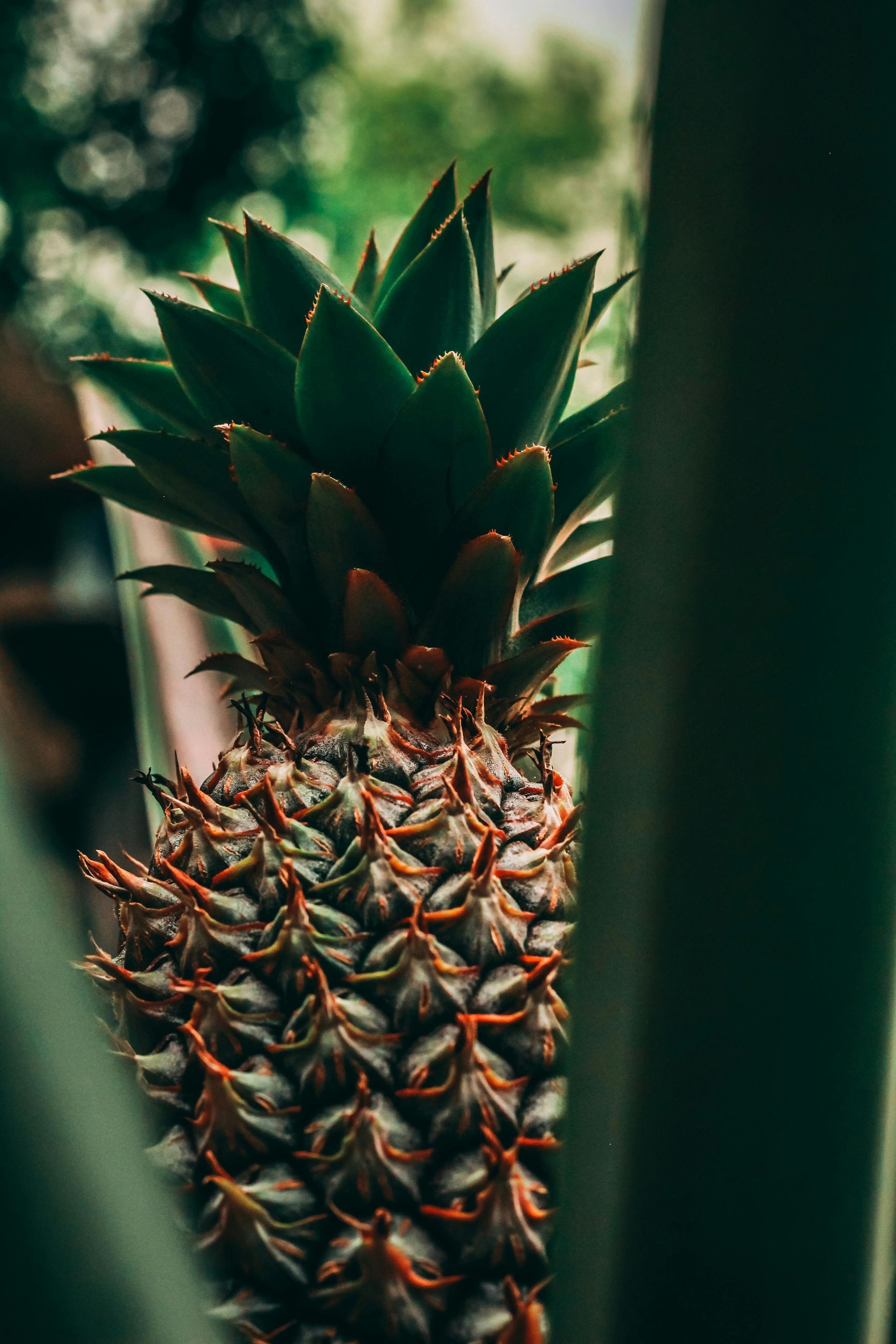 Ripe pineapple with green leaves, framed by other green foliage.