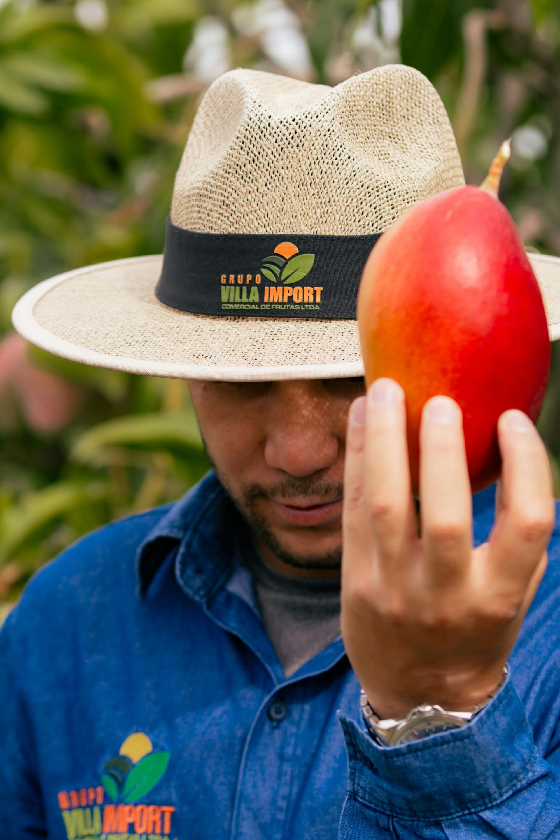 Man in straw hat holding a ripe mango. He's wearing a blue shirt; background is green foliage.