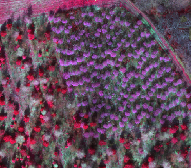 CIR multispectral applied to forest area
