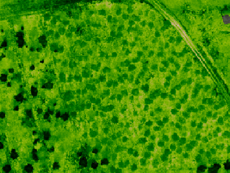 NDVI multispectral applied to forest area