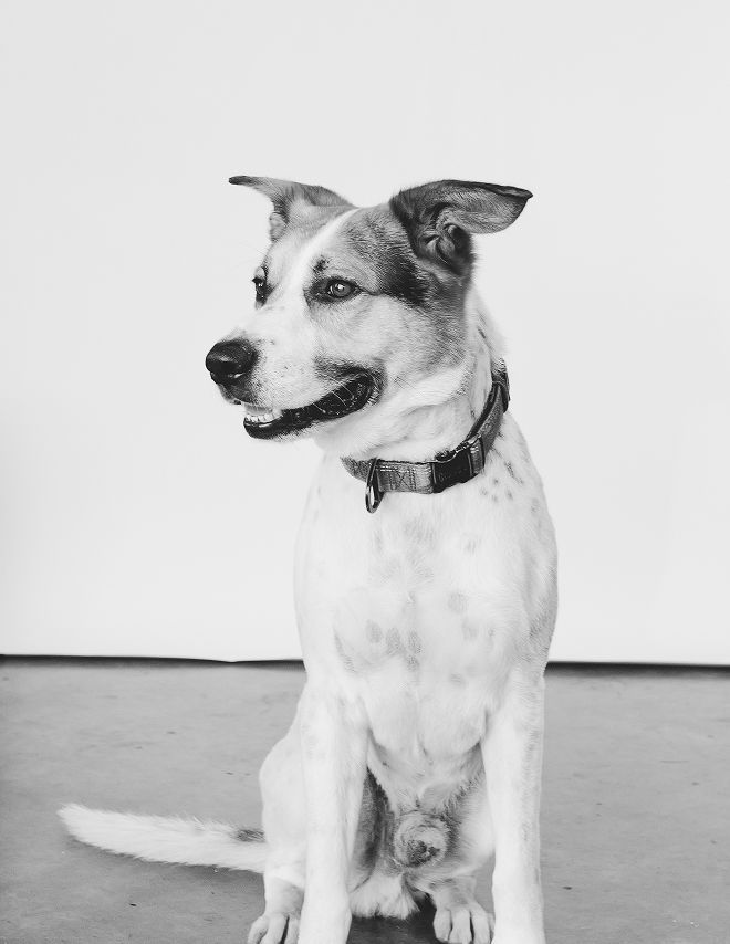 Hatch - shop dog | Jeremi's Auto Repair