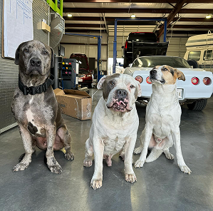 Three dogs sit in a mechanic shop. A mottled blue dog, a white and gray dog, and a tan and white dog. | Jeremi's Auto Repair
