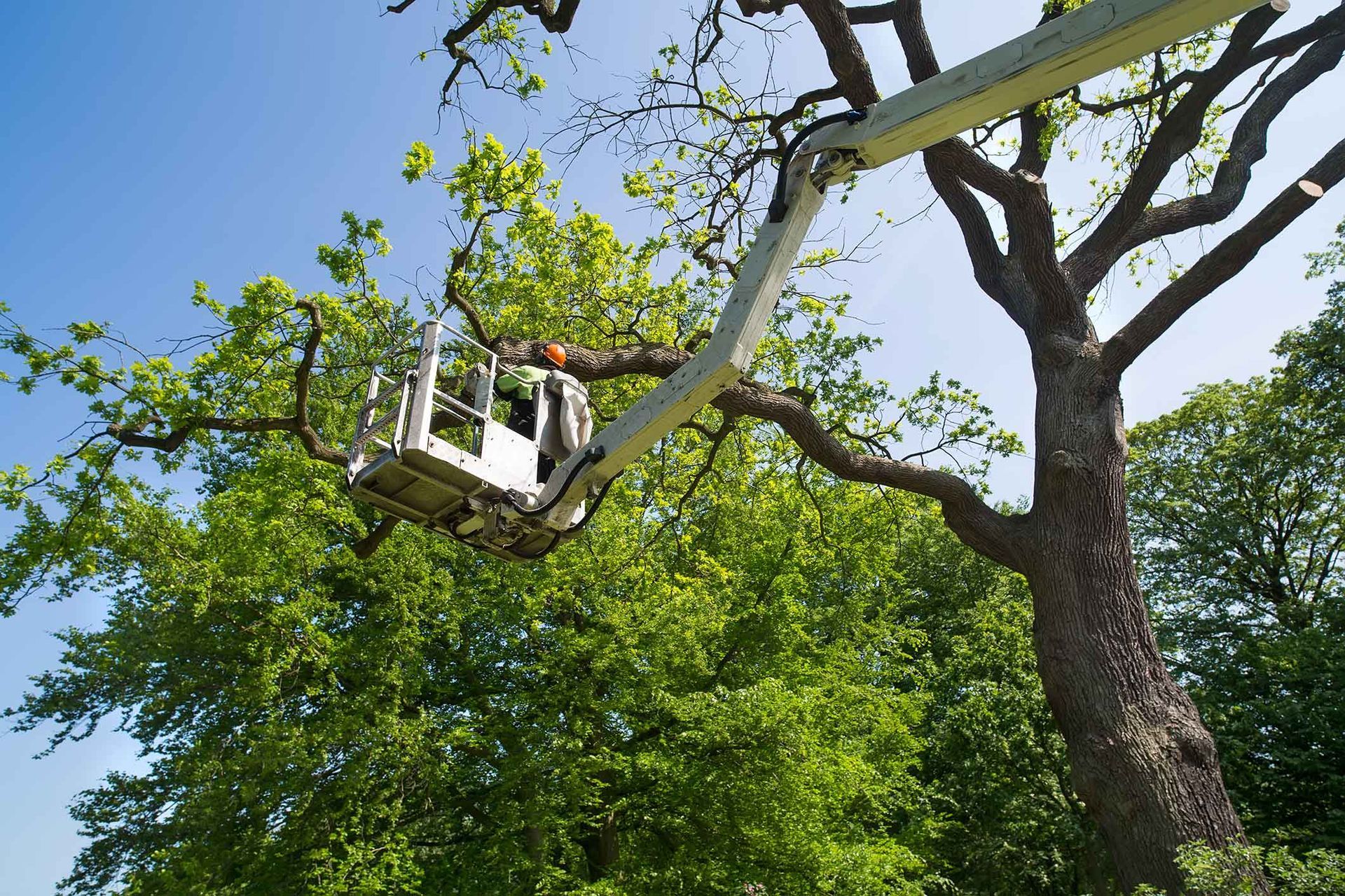 A tree being trimmed by a person in a cherry picker lift on a sunny day.