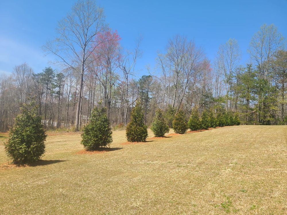 Row of green, conical trees on a grassy hill with bare trees and blue sky in the background.