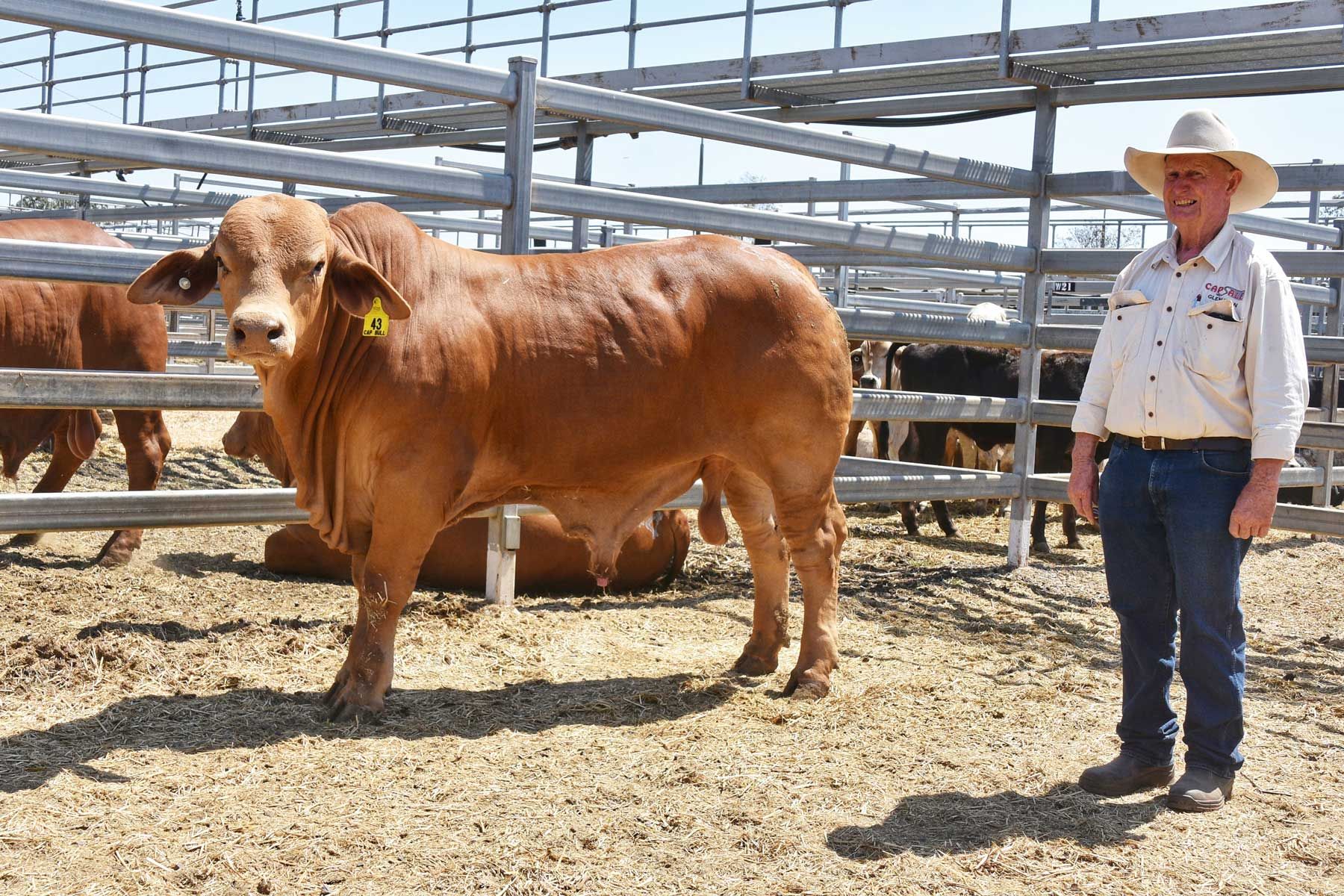 Cap Dm Sale 2021 Top Priced Bull - $30,000 Herd Bull Glenavon 4081 Image Courtesy of Sheree Kershaw